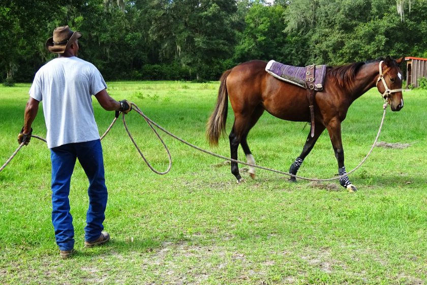 Horse Training Methods and Techniques