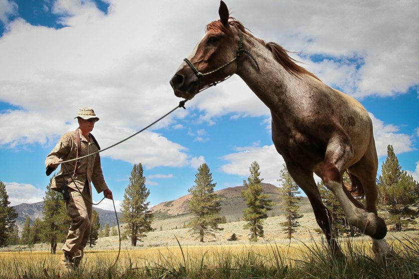 Natural Horsemanship