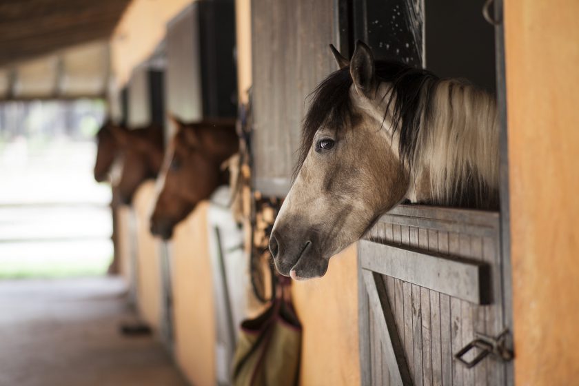 4 Best Tips for Buying a Horse