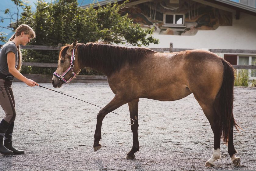 Can a Beginner Train a Horse?